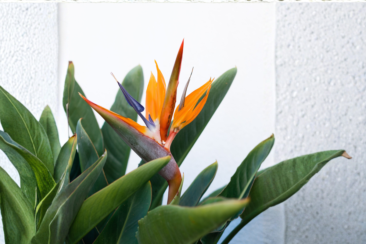 Orange Bird of Paradise Live Plants – 2 Plants in One Pot – Strelitzia reginae