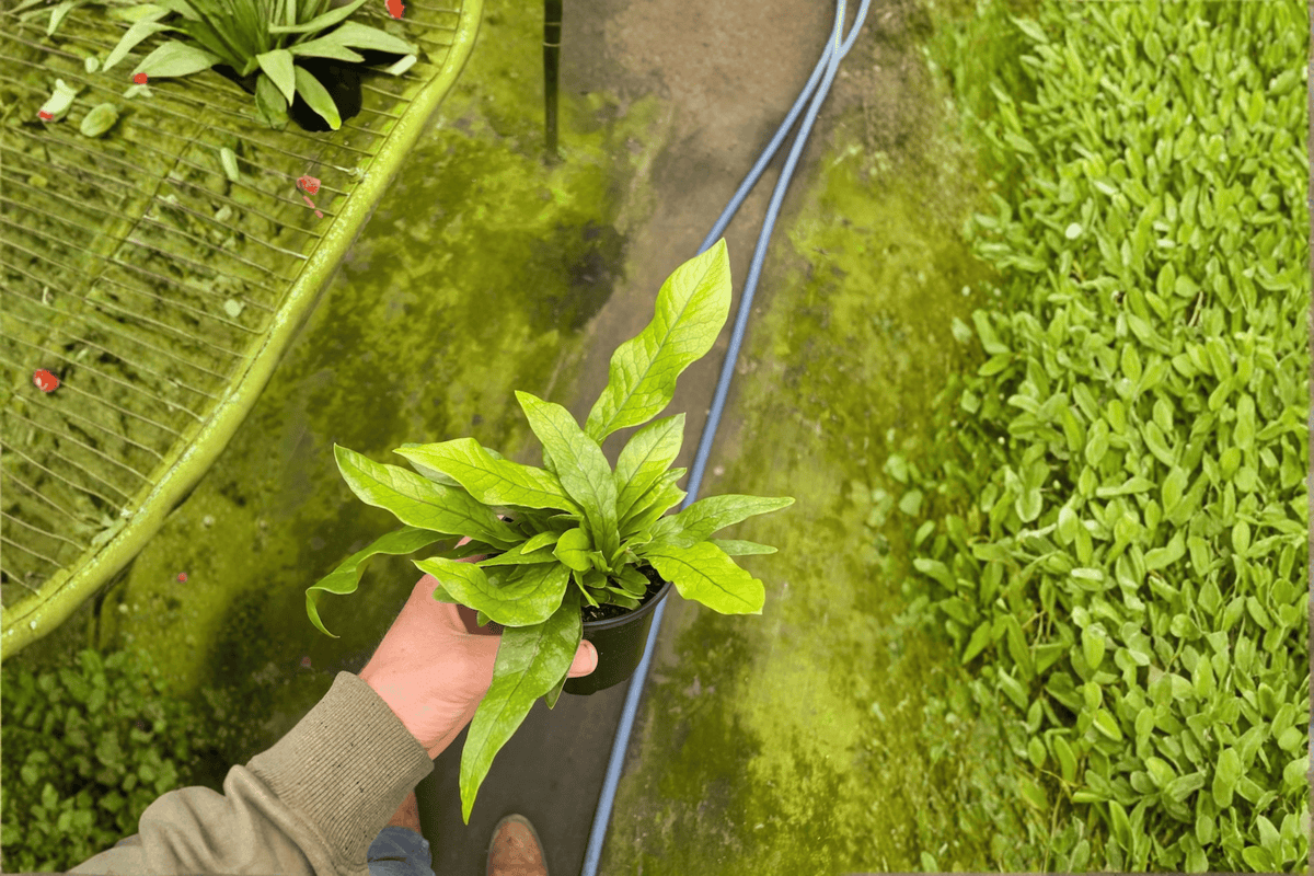 Crocodile Fern 2 Live Plants – 4-Inch Pots – Microsorum musifolium ‘Crocodyllus’