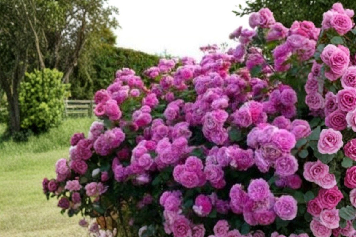 Pink Climbing Rose Seeds 10 Pack, Rosa hybrid, Climbing Vine, Soft Pink Blooms, Garden Trellis, Outdoor Flowering Plant