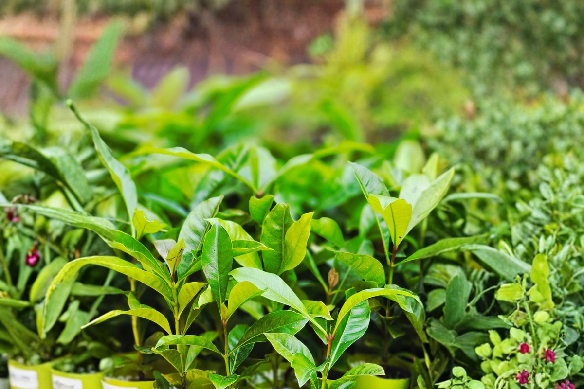 2 Live Yerba Mate Plants 4–6 Inches Tall – Tropical Evergreen – No Pot – Ilex paraguariensis
