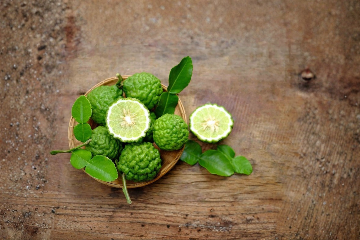Grafted Kaffir Lime Tree Live Thai Lime Plant 5 Gallon Potted Citrus Tree Established Evergreen Citrus Plant