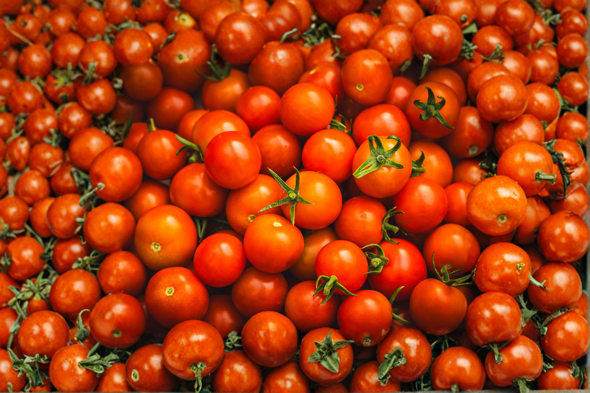 Red Cherry Tomato Live Plants – Lot of 2 – 6–10 Inch Starter Plants – 60+ Days Old – Solanum lycopersicum