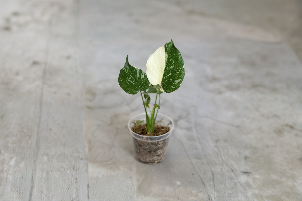 Monstera Thai Constellation Live Plant, Variegated Indoor Houseplant, 3-4 Inch Pot, Tropical Climbing Foliage, Monstera deliciosa