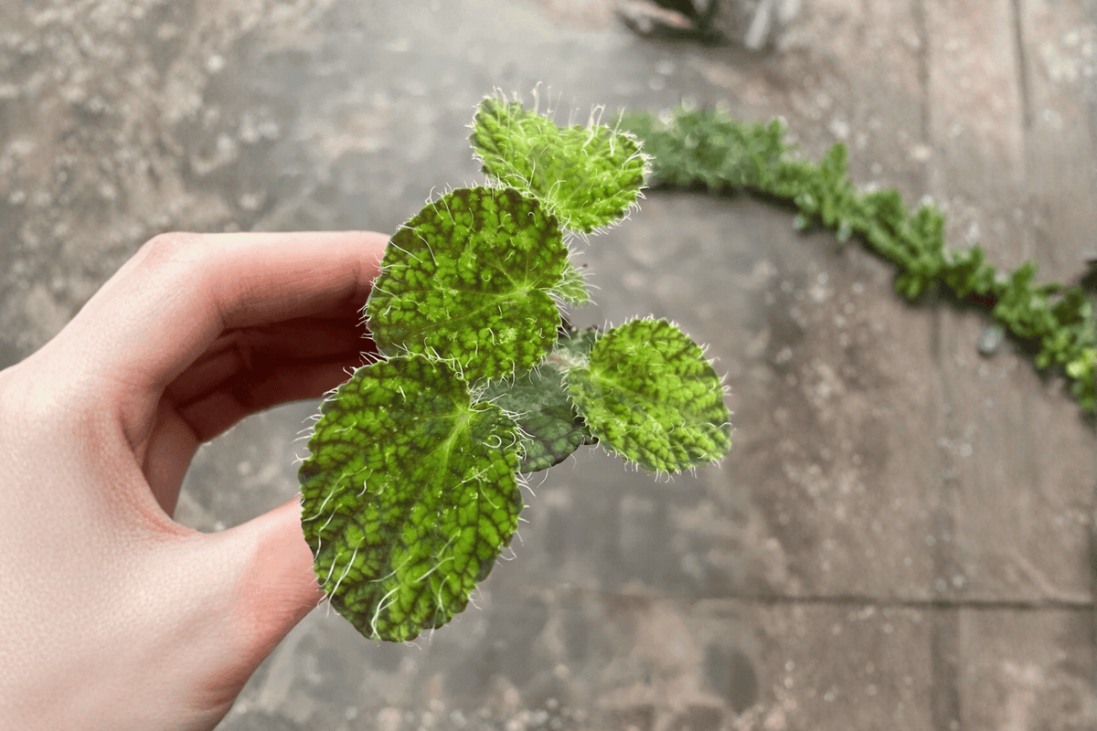 2 Begonia sizemoreae 'Longiciliata' Starter Plants – Bare Root – Begonia sizemoreae 'Longiciliata'