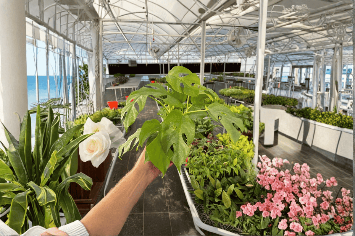 2 Rhaphidophora tetrasperma 'Monstera Minima' Live Plants – 4-Inch Pots – Rhaphidophora tetrasperma