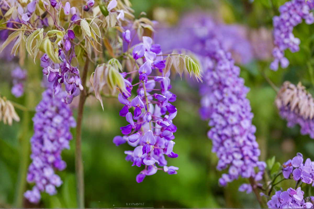 Amethyst Falls Wisteria Live Plant Wisteria Frutescens Vine 1/2 Gallon Pot Purple Flower Climbing Vine Free Shipping