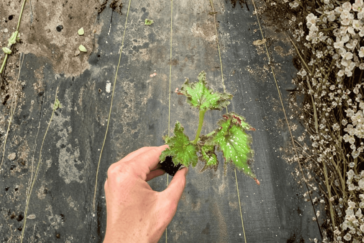 2 Harmony's Star Dragon Begonia Starter Plants – Bare Root – Begonia 'Harmony's Star Dragon'