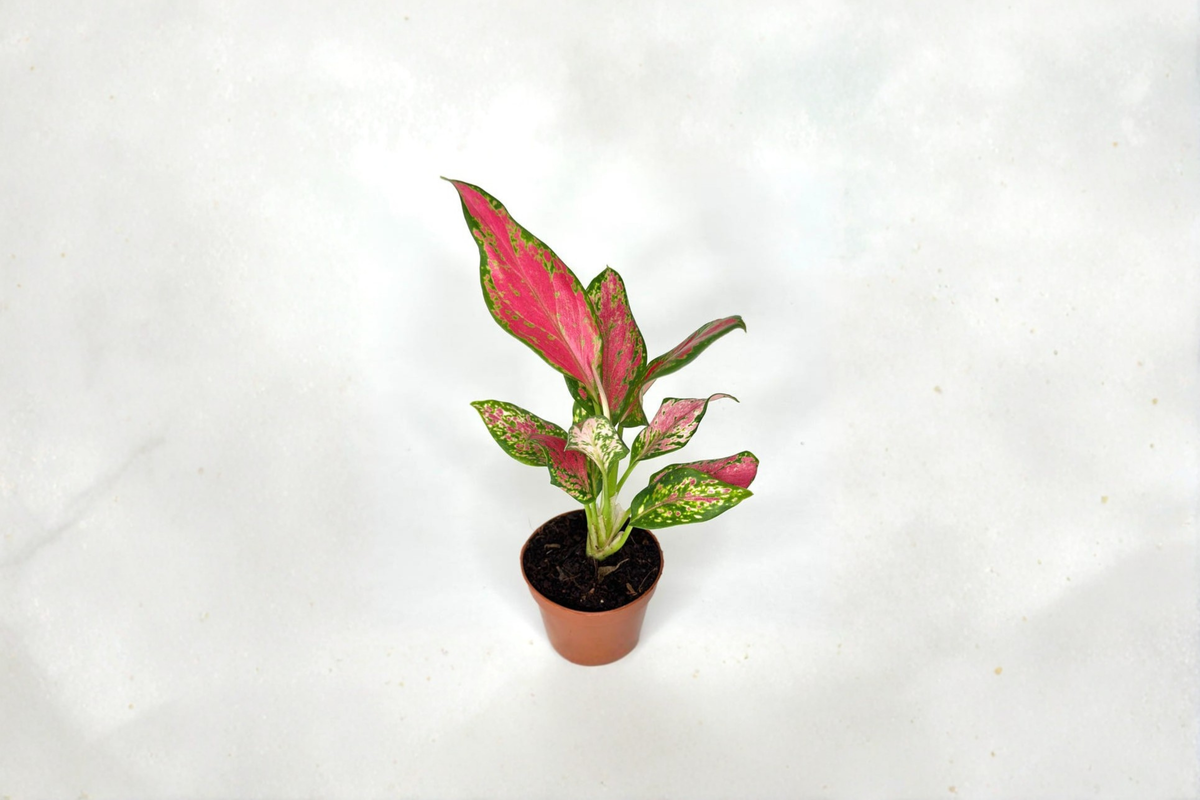 Red Angel Aglaonema Live Plant Rare Indoor Houseplant 2 Inch Rooted Tropical Starter Plant Beginner Friendly