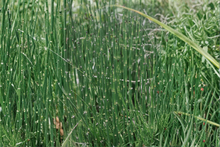 Water Horsetail Live Plant – 4 Root Pieces – Equisetum fluviatile – Aquascape & Pond Plant