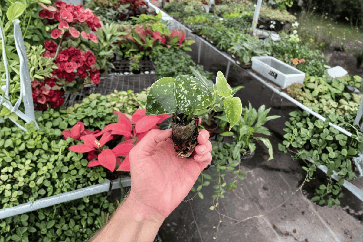 2 Scindapsus Exotica Starter Plants – Bare Root – Scindapsus pictus 'Exotica'