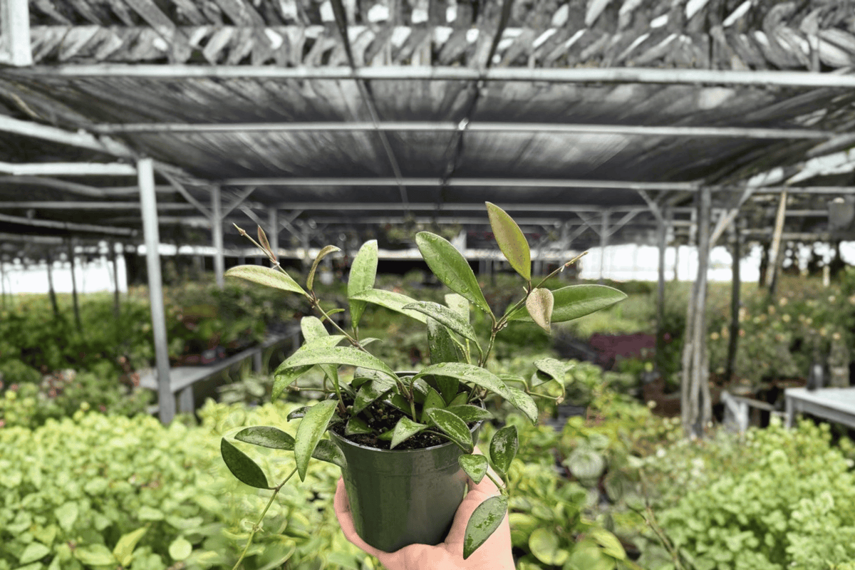 Hoya Rosita – 2 Exact Live Plants, 4-Inch Size – Hoya ‘Rosita’