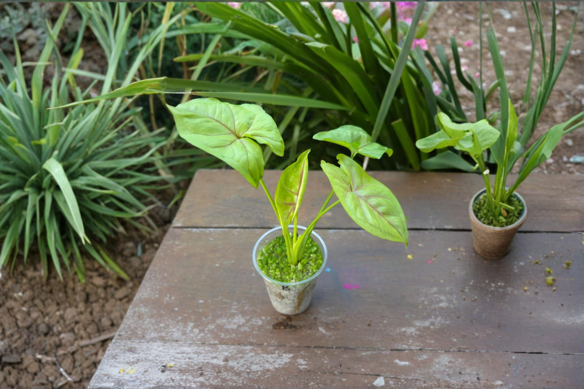 Syngonium Golden Allusion Live Plant | 2-Inch Rooted Indoor Houseplant | Tropical Arrowhead Foliage | Easy Care Gift