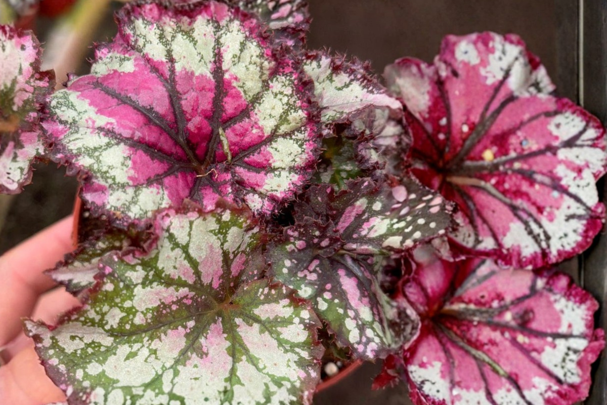 Begonia Prismatic Blush Live Plant Rex Begonia Variegated Houseplant Indoor Tropical Plant in 4 Inch Pot Gift for Plant Lovers