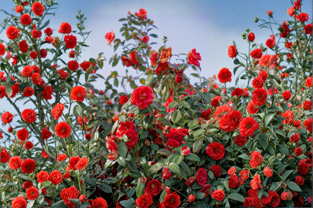Glenn Camellia Japonica Live Starter Plant – Evergreen Flowering Shrub