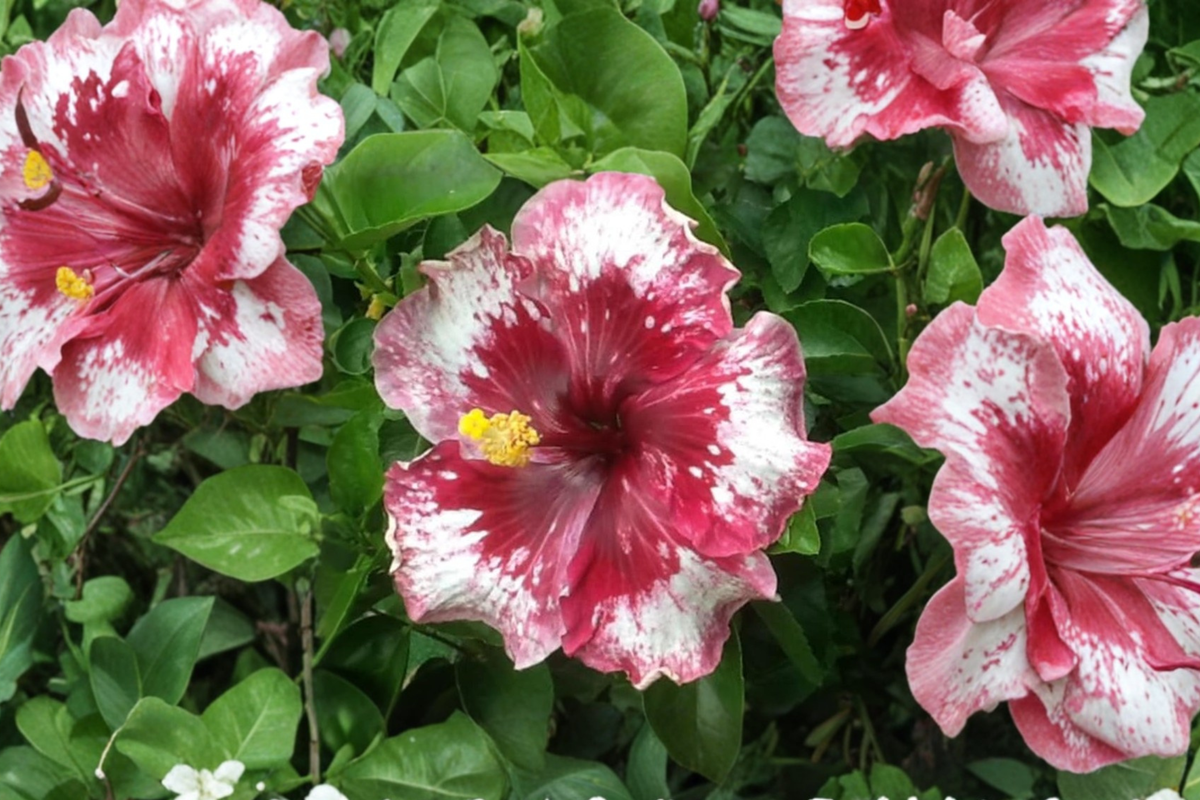 White Red Giant Hibiscus Seeds – Tropical Flower Seeds for Indoor & Outdoor Garden, Hibiscus rosa-sinensis