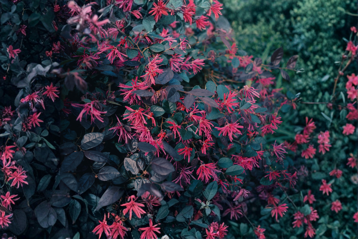Purple Daydream Loropetalum Live Shrub in 2.5-Quart Pot – Loropetalum chinense