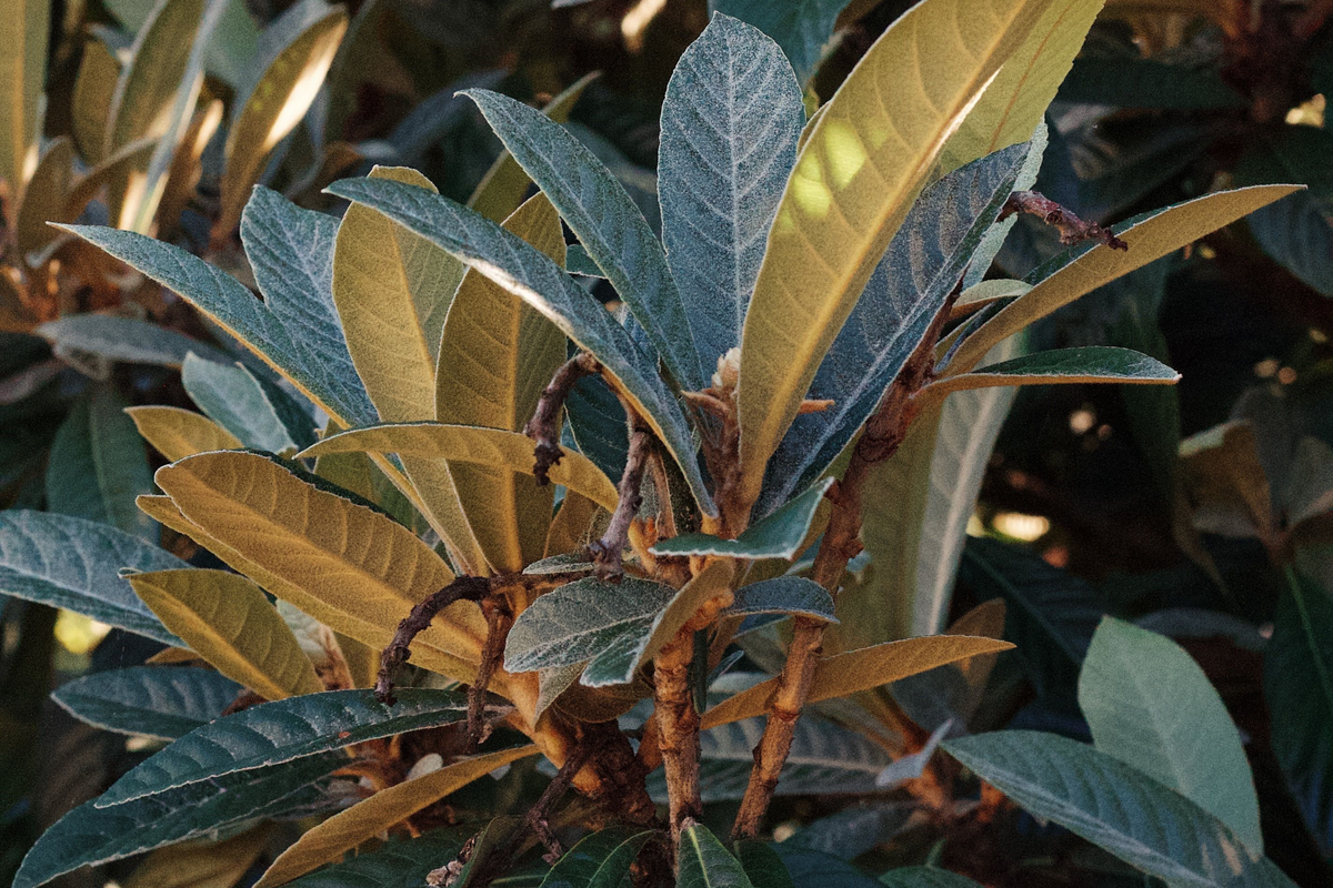 Organic Loquat Seedling Live Tree – 7+ Inches Tall, No Pot – Eriobotrya japonica