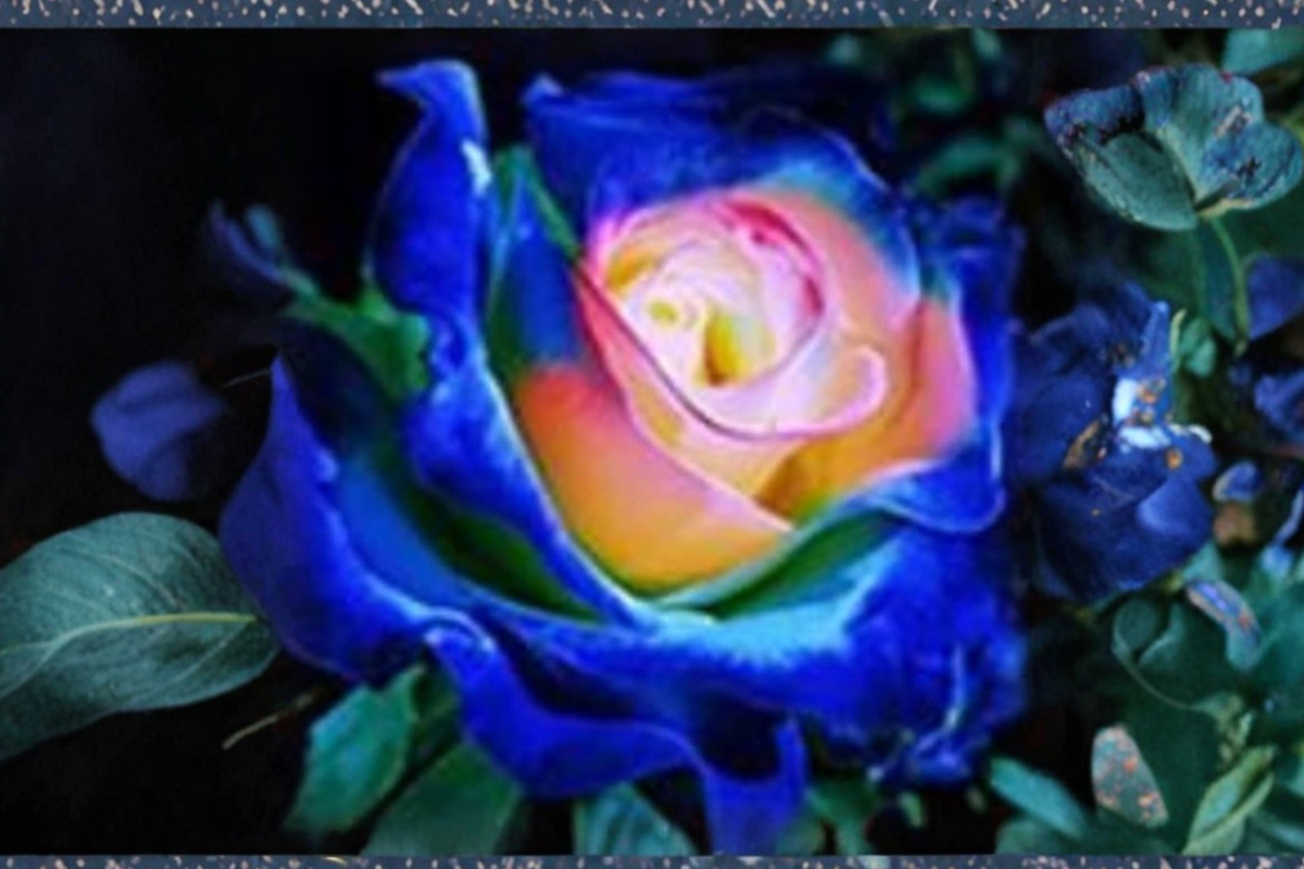 Blue and Yellow English Rose Seeds – Rare Two-Tone Flowering Bush for Outdoor Garden Planting, Rosa spp.