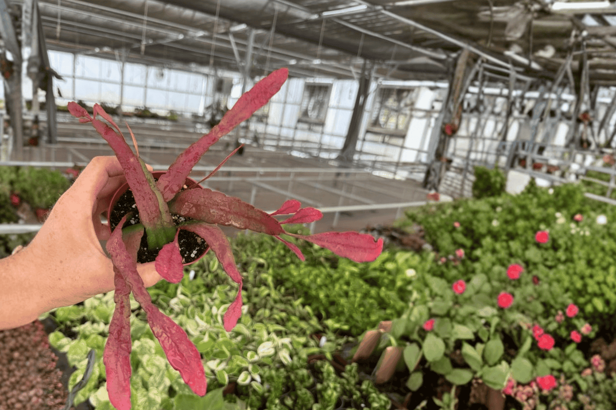 2 Epiphyllum 'Red Tip' Live Plants – 4-Inch Pots – Epiphyllum 'Red Tip'
