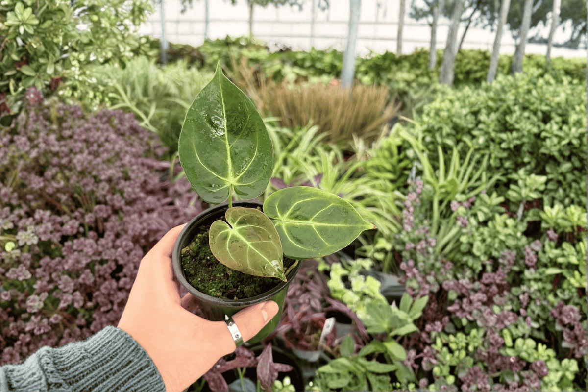 Anthurium Papi Red Sinus x K.O.S. 2 Exact Live Plants – 4-Inch Size