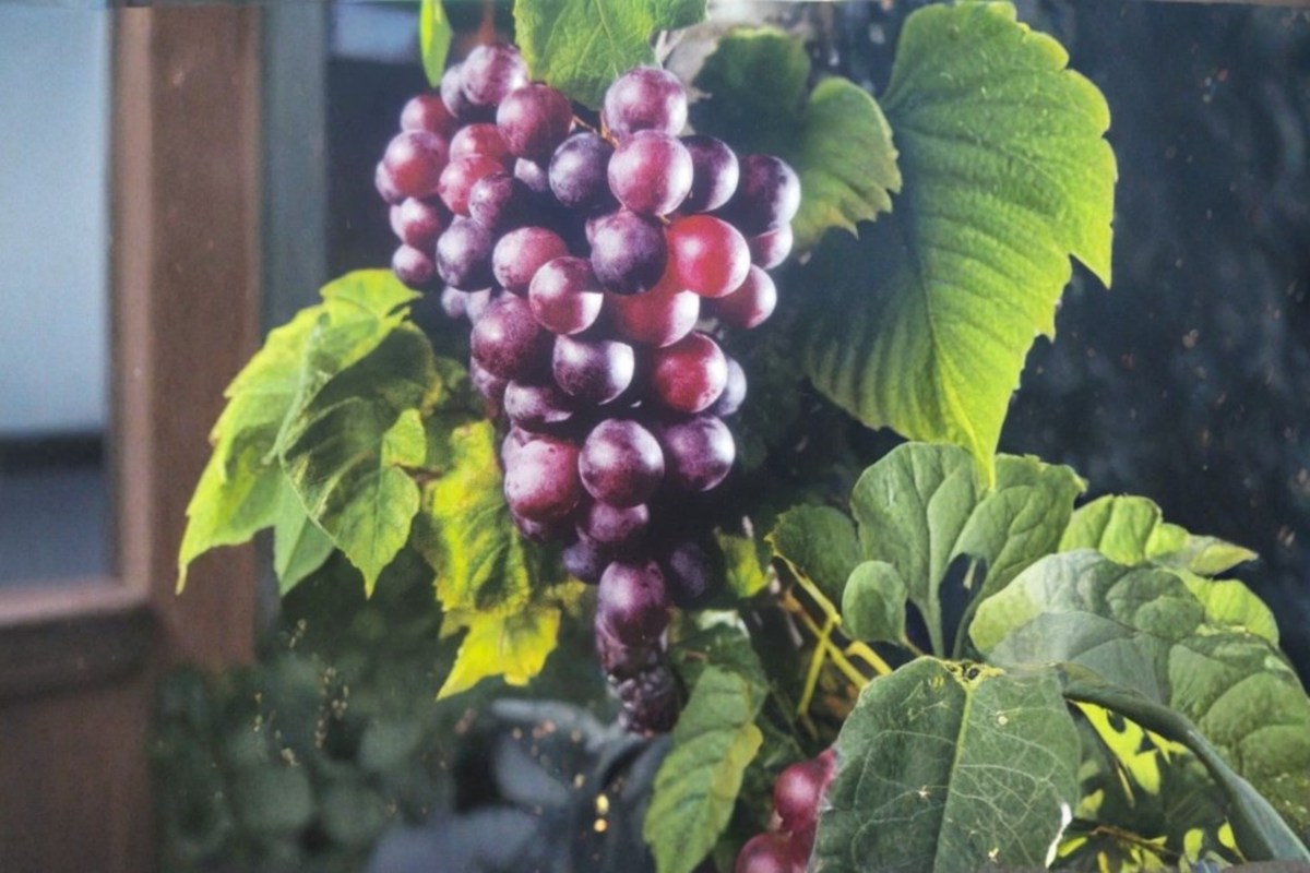 Black Cowart Muscadine Grape Vine Live Plant 3 Gallon, Climbing Fruit Vine for Garden Vineyard, Outdoor Trellis Support