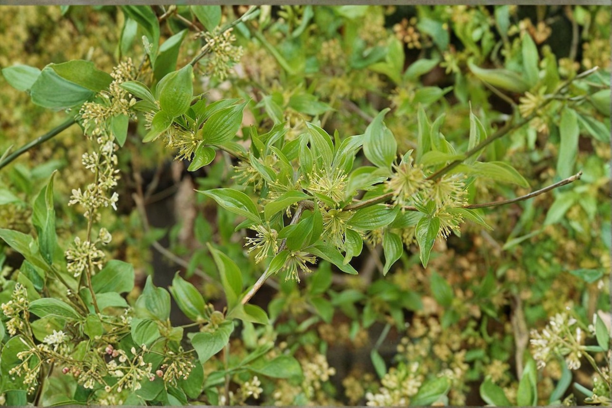 Lemon Zest Japanese Cornel Dogwood Live Plant 1 Gallon, Flowering Shrub, Cornus officinalis, Bright Yellow Blooms