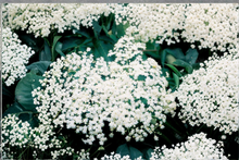 Bob Gordon Elderberry Live Plant – 1 Gallon Pot, Sambucus canadensis, Fruiting Shrub for Edible Gardens & Landscaping