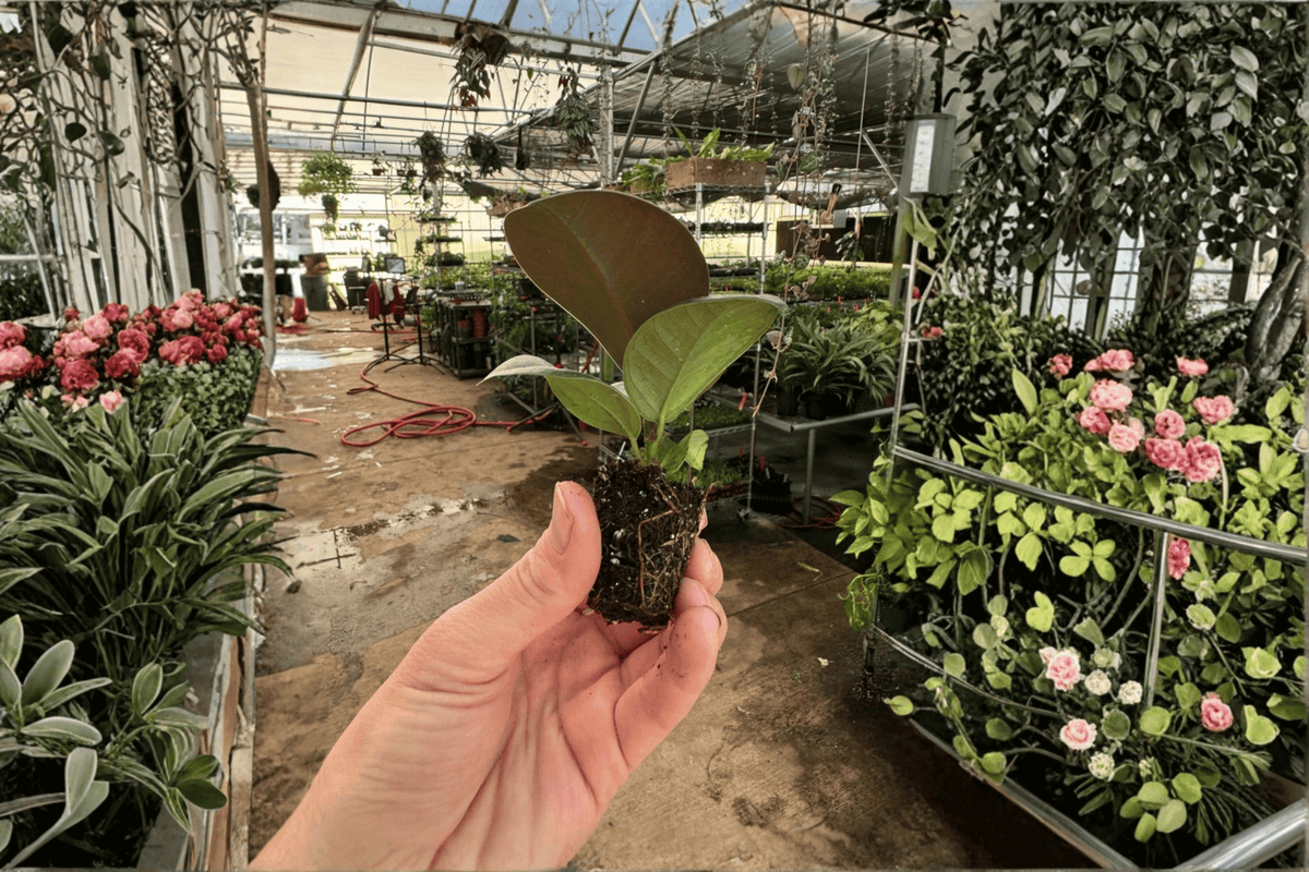 Ficus Sophia 2 Live Starter Plants – Ficus elastica ‘Sophia’