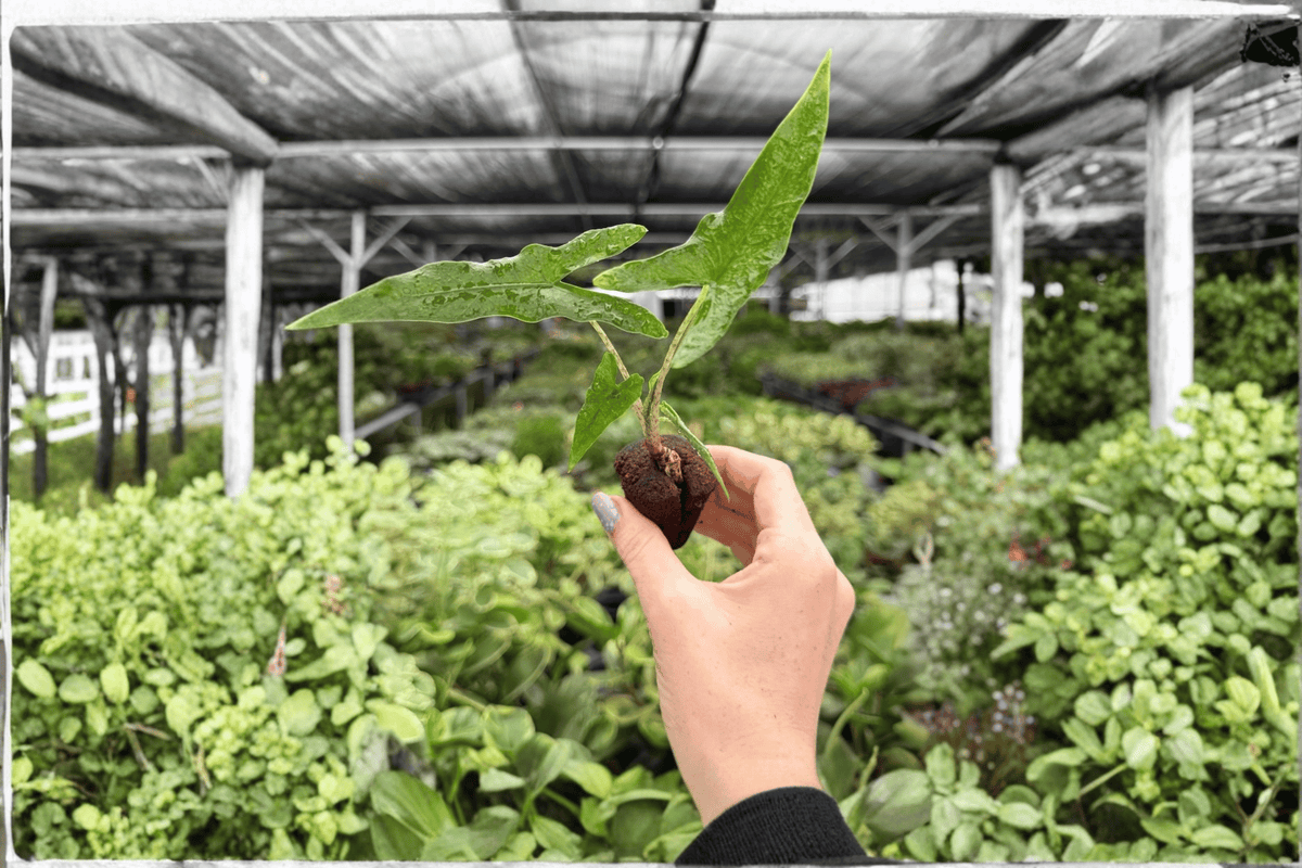 Alocasia Sabrina Narrow 2 Exact Live Starter Plants – Alocasia ‘Sabrina Narrow’