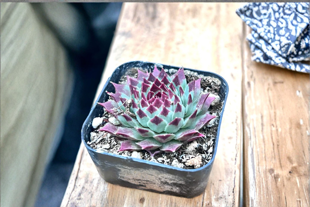 Sempervivum Calcareum Succulent Plant in 2 Inch Pot, Hen and Chicks Rosette, Indoor Outdoor Garden Decor Gift