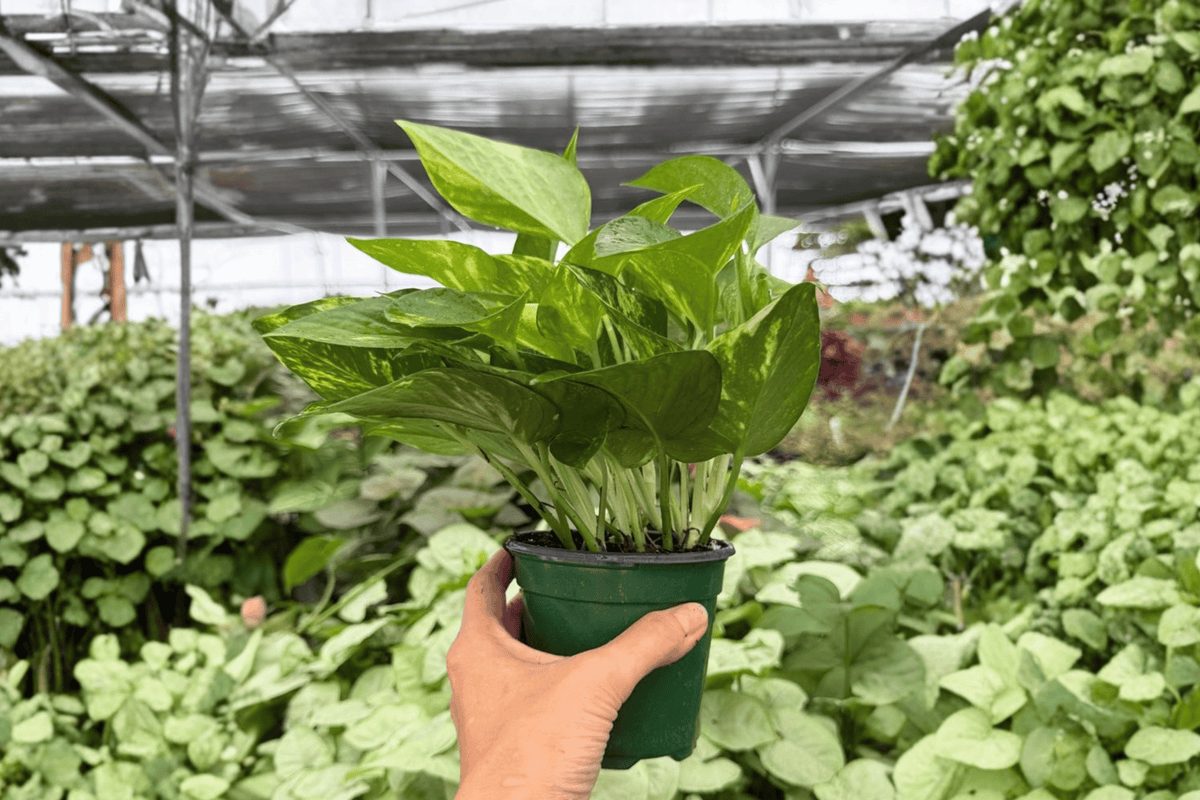 Golden Pothos – 2 Exact Live Plants, 4-Inch Size – Epipremnum aureum
