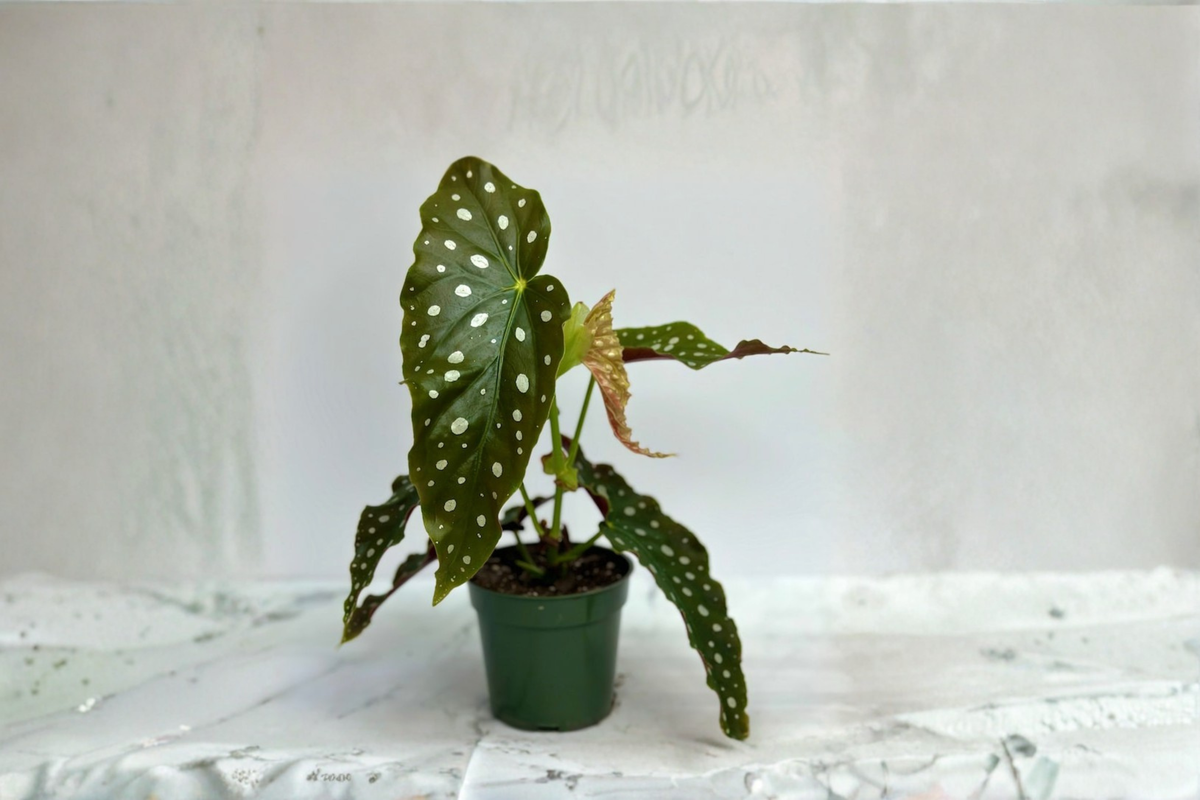 Begonia Maculata Live Plant, 3-Inch Pot, Polka Dot Angel Wing Foliage, Tropical Houseplant, Indoor Decorative Plant