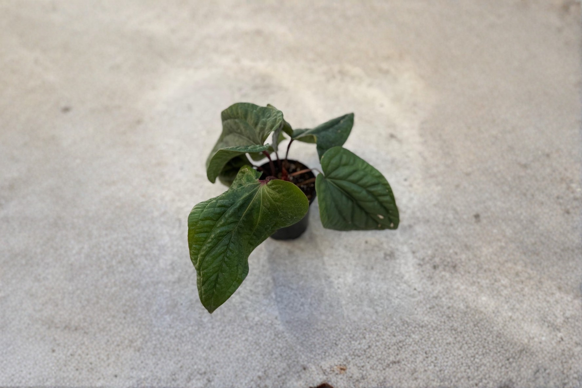 Anthurium Radicans x Luxurians Live Plant – Rare Dark Green Hybrid Indoor Houseplant in 4 Inch Pot