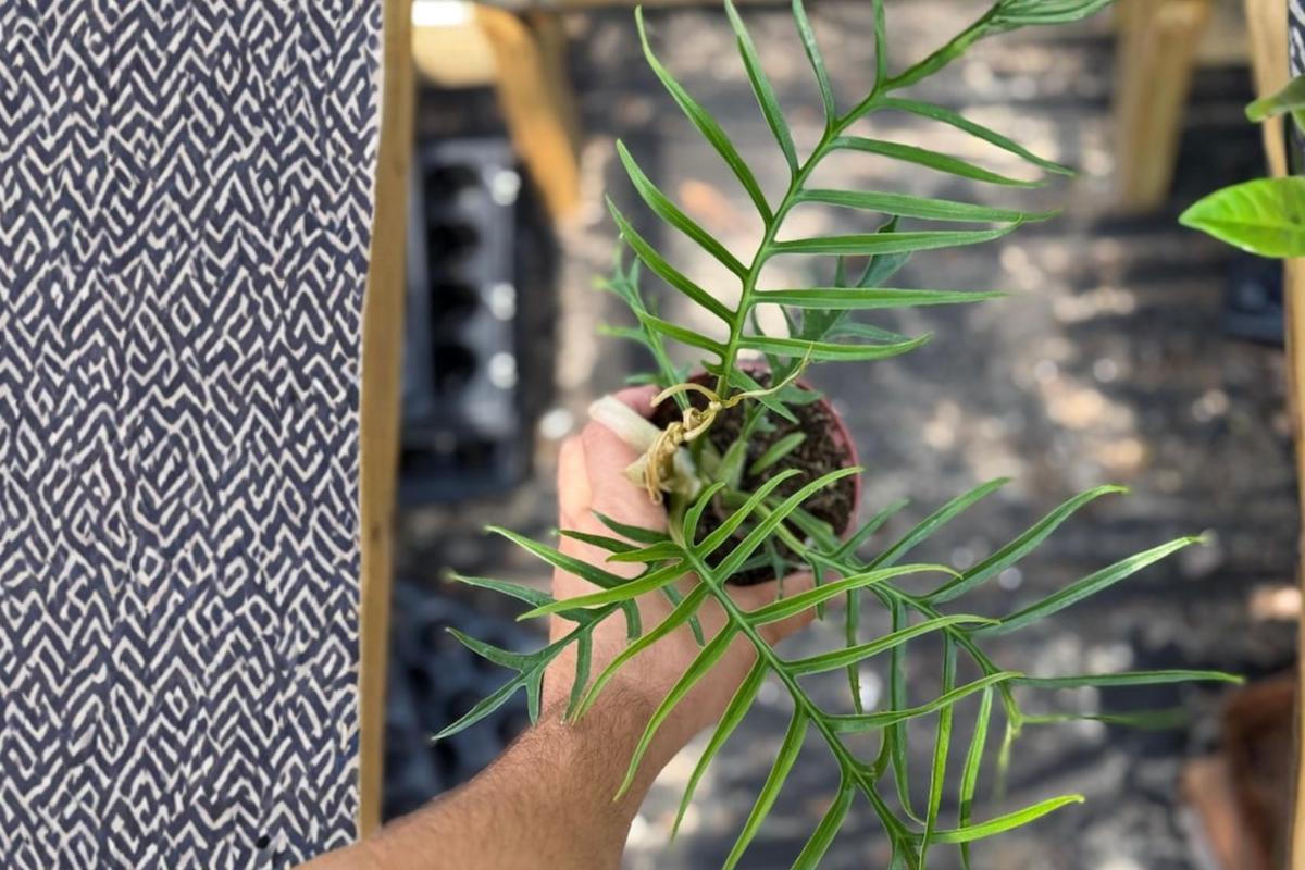 Philodendron Tortum Live Plant – 4 Inch Rooted Tropical Houseplant with Unique Split Foliage