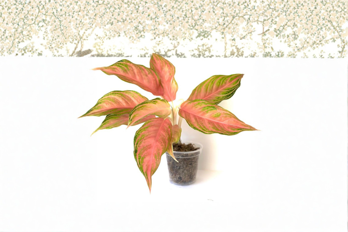 Aglaonema Panama Pink Live Plant – Colorful Variegated Chinese Evergreen Indoor Houseplant