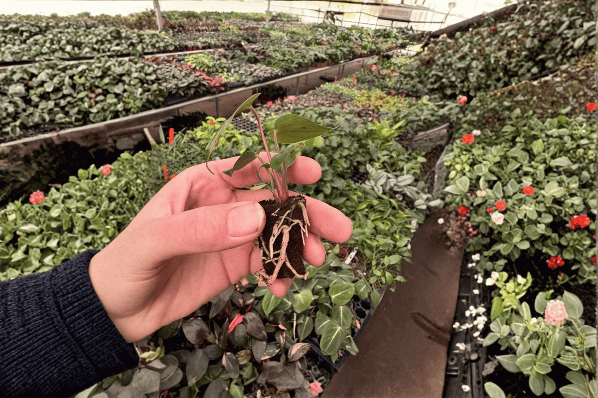 Anthurium Caliente 2 Live Starter Plants – Anthurium ‘Caliente’