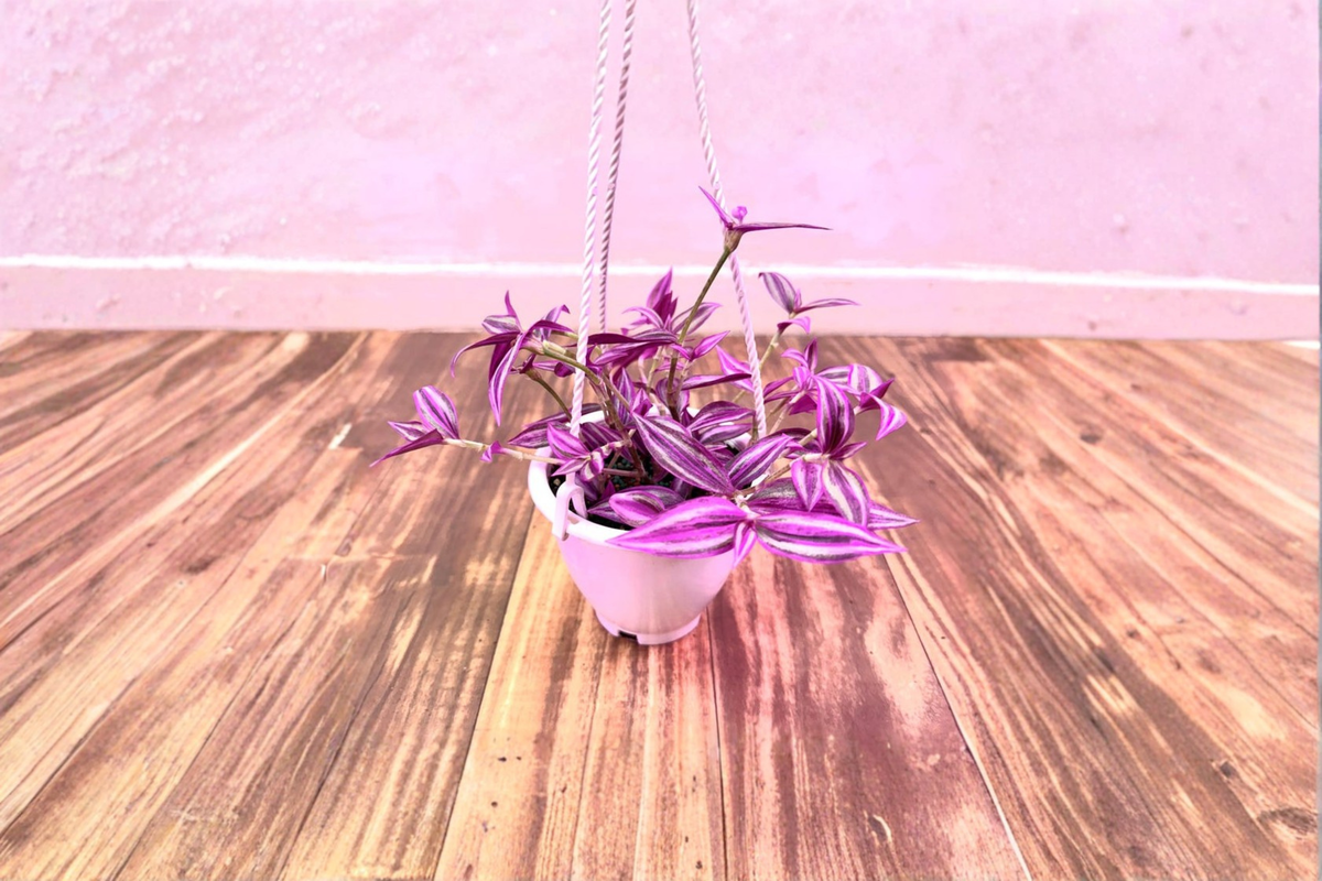 Tradescantia Pink Paradise Live Plant, Variegated Houseplant in 4.5 Inch Pot, Tropical Trailing Foliage