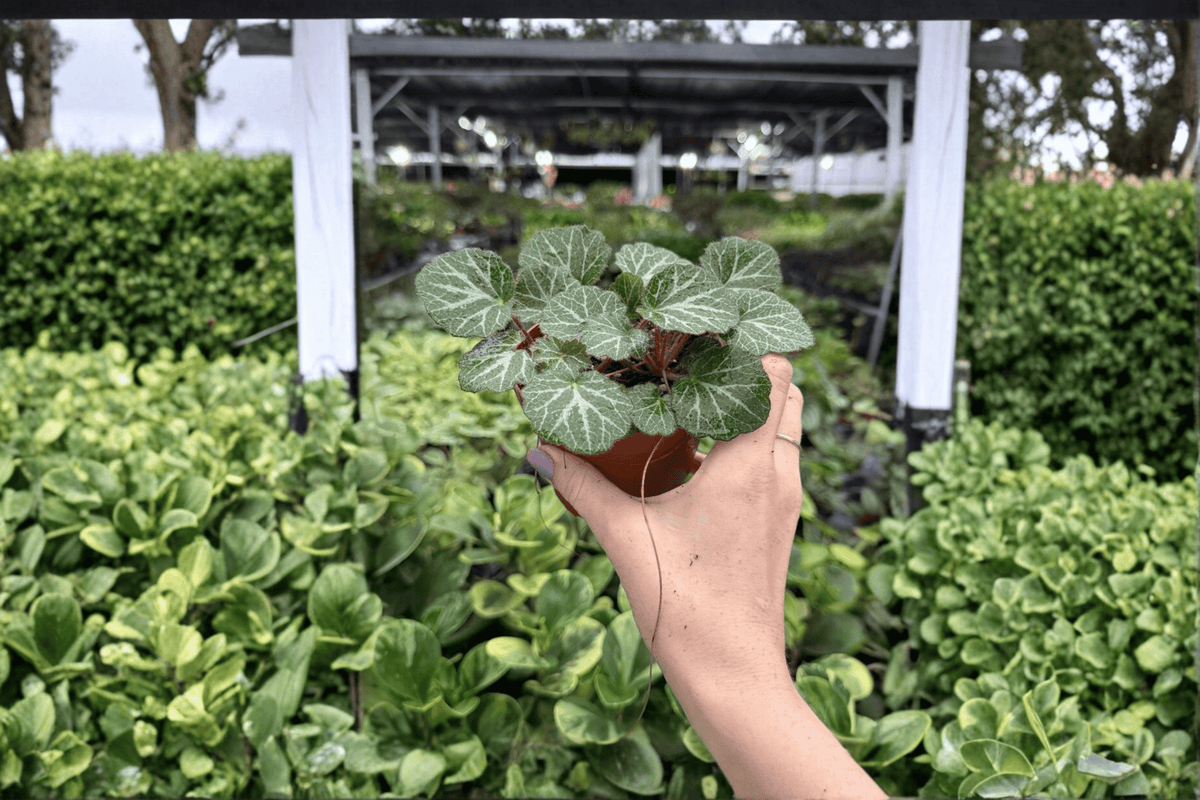 Strawberry Begonia 2 Exact Live Plants – 4-Inch Pots – Saxifraga stolonifera