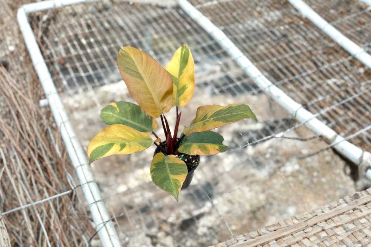 Philodendron Black Cardinal Variegated Live Plant – Rooted 4-Inch Tropical Houseplant, Rare Indoor Decor, Dark Green & Variegation