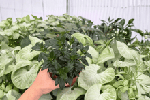 Goldfish Plant Tropicana 2 Exact Live Plants – 4-Inch Pots – Nematanthus ‘Tropicana’