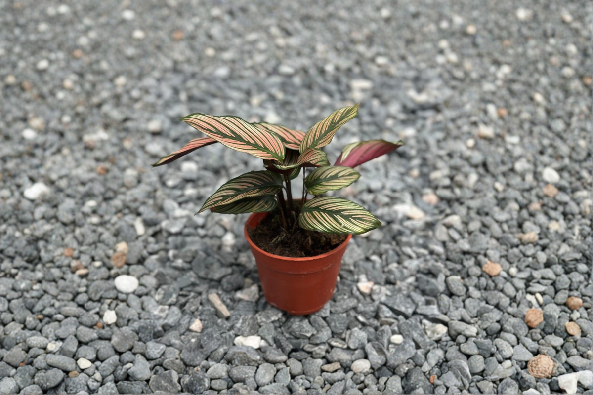 Calathea White Star Live Plant 4 Inch Rooted Tropical Houseplant Pink Green White Striped Foliage