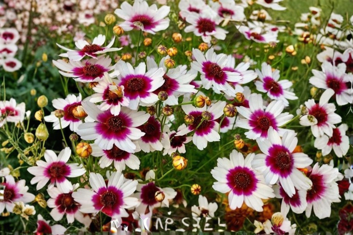 Coreopsis Ice Wine Live Starter Plant Perennial Flower Plant Rooted Garden Plant in Nursery Pot Free Shipping