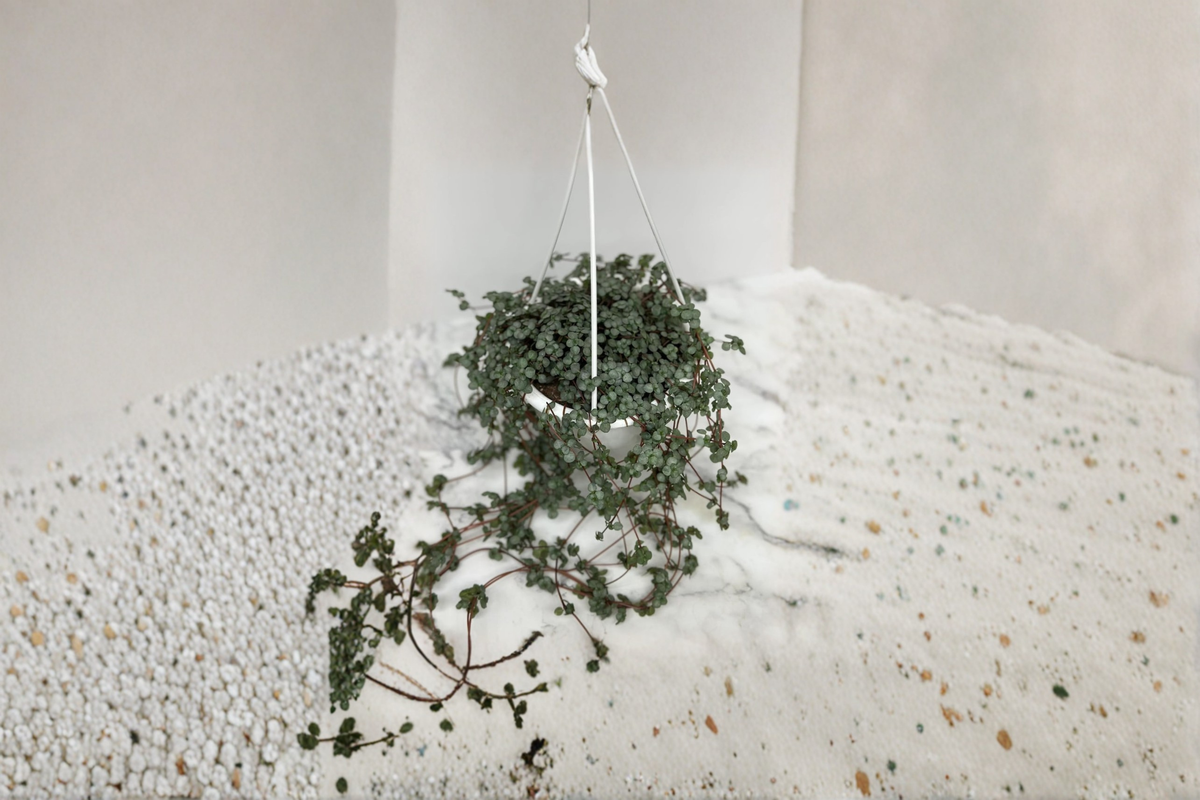 Trailing Indoor Houseplant - Pilea Glauca Aquamarine, Rooted 4.5 Inch Pot, Blue-Green Foliage, Cascading Growth, Easy Care