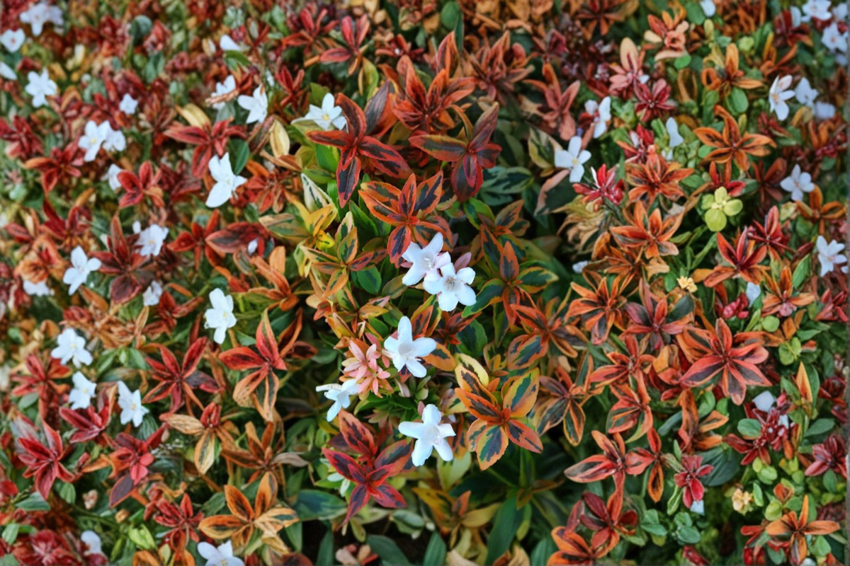Kaleidoscope Abelia Shrub 3 Gal Live Plant Variegated Evergreen Hedge Colorful Foliage Landscape Garden Plant
