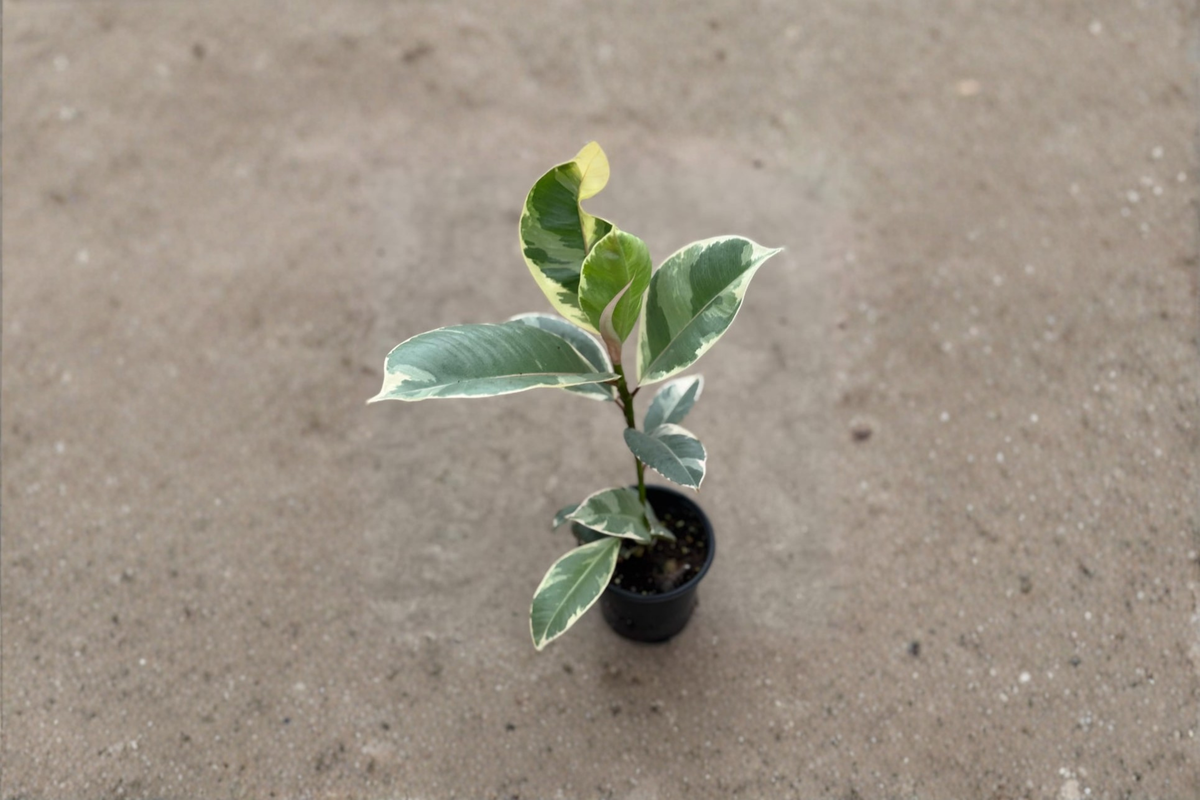 Ficus Tineke Live Plant Variegated Rubber Plant 2 Inch Rare Indoor Tropical Houseplant Beginner Gift