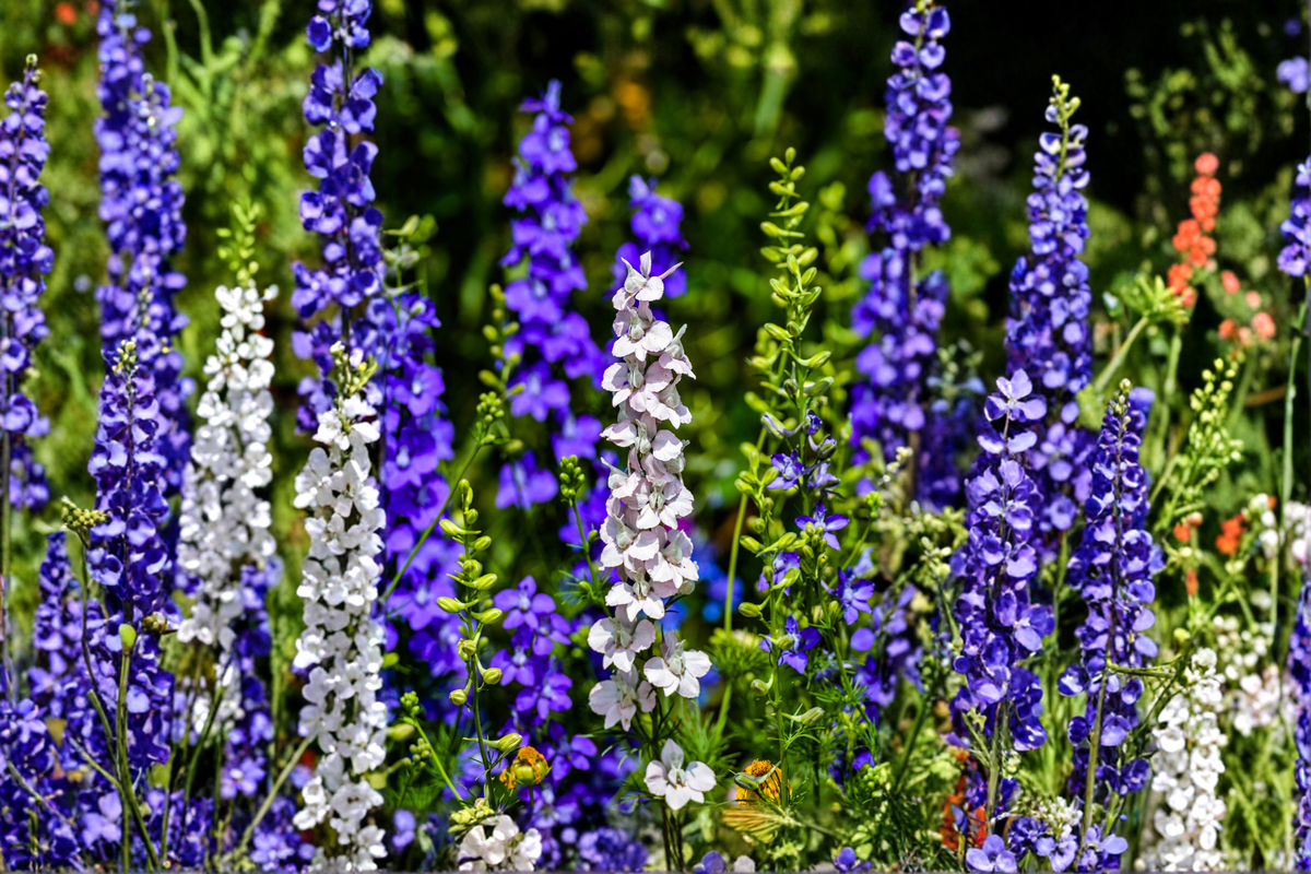 Delphinium Magic Fountains Mix Live Perennial Starter Plants – 4 Plugs
