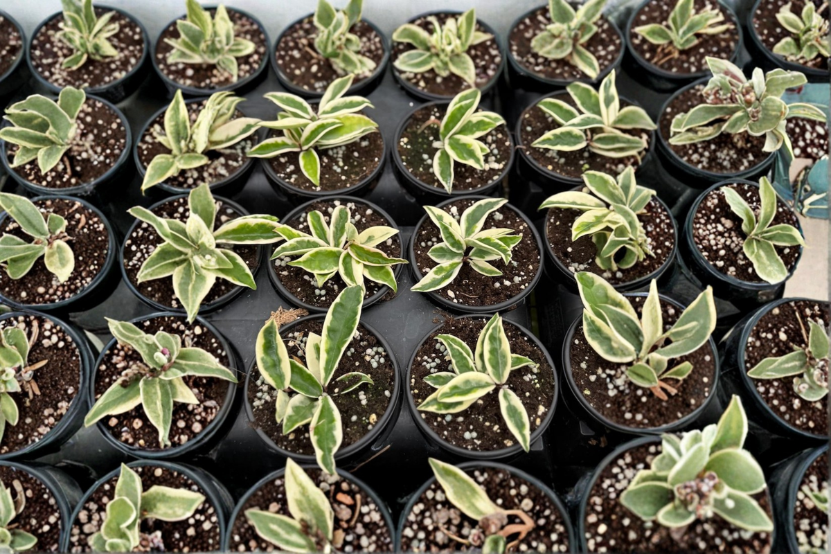 Hoya Krinkle 8 Albo Marginata Live Plant, Variegated Tropical Houseplant in 4-Inch Pot, Curled Foliage, Indoor Decor, Rare Plant