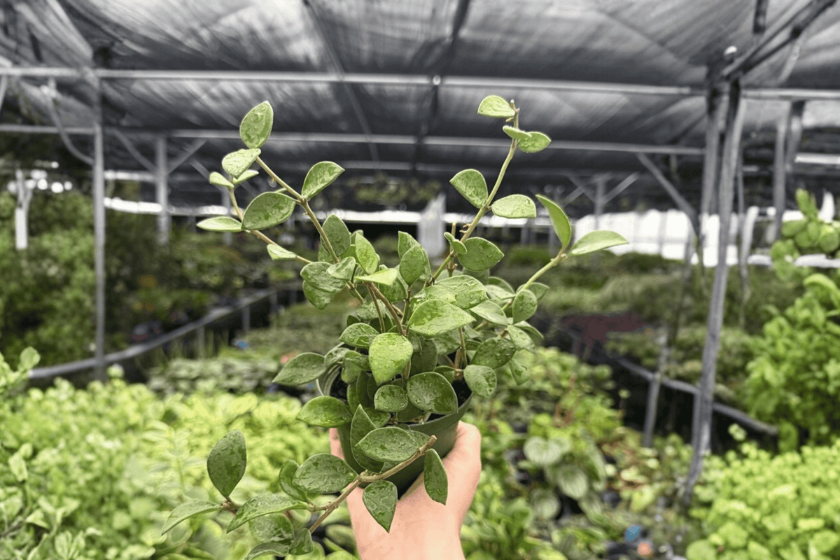 Hoya Pubera 2 Exact Live Plants – 4-Inch Pots – Hoya pubera