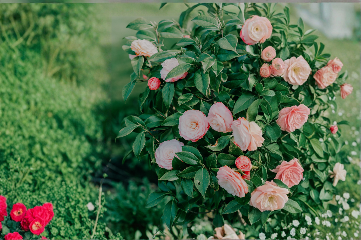 Grace Albritton Camellia Japonica Pink Flower Evergreen Shrub Rooted Starter Plant