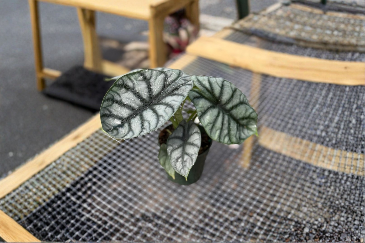 Alocasia Silver Dragon Live Plant, 4-Inch Growers Pot, Tropical Houseplant with Silver-Green Foliage